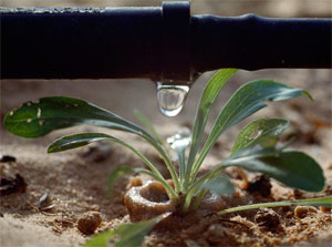 a system installed by our Danville drip irrigation specialists